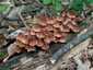 Sárgástönkű kígyógomba (Mycena renati), Budai-hegység